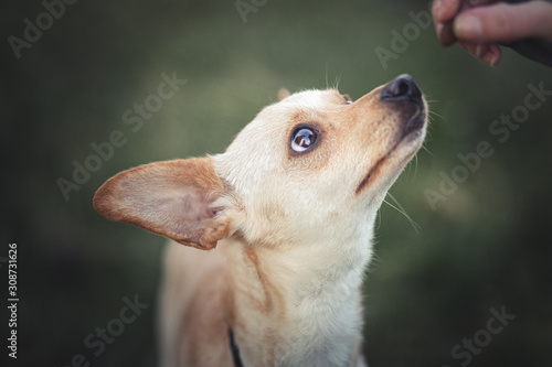 Dog photography