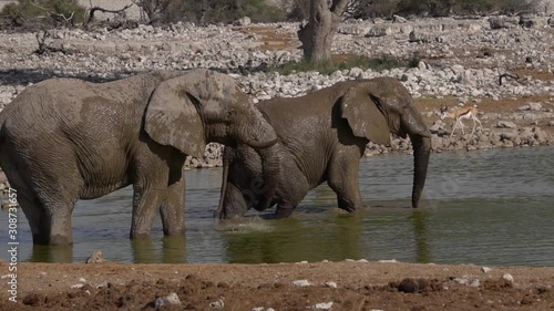 african elephants. South africa, Namibia