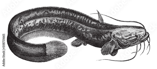 Wels catfish (Silurus glanis) / vintage illustration from Meyers Konversations-Lexikon 1897 photo