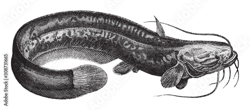 Wels catfish (Silurus glanis) / vintage illustration from Meyers Konversations-Lexikon 1897