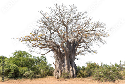 Foto Baobab tree, Adansonia digitata, isolated on white