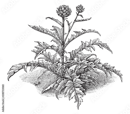 Artichoke (Cynara scolymus) - vegetable / vintage illustration from Meyers Konversations-Lexikon 1897