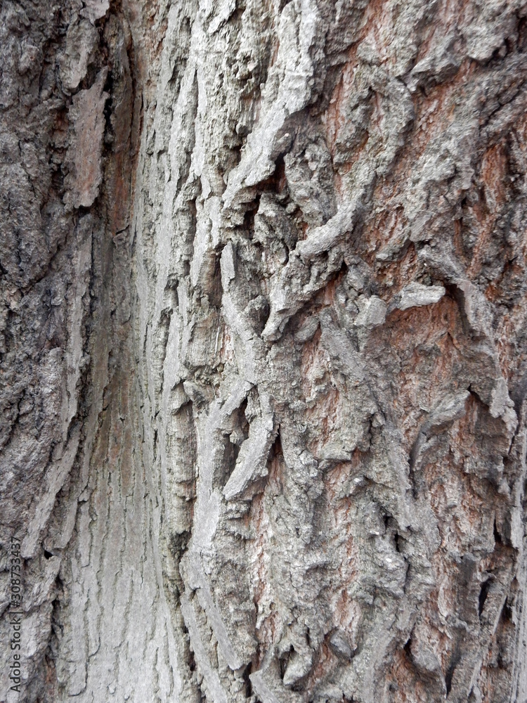 Obraz premium textured textured embossed tree bark