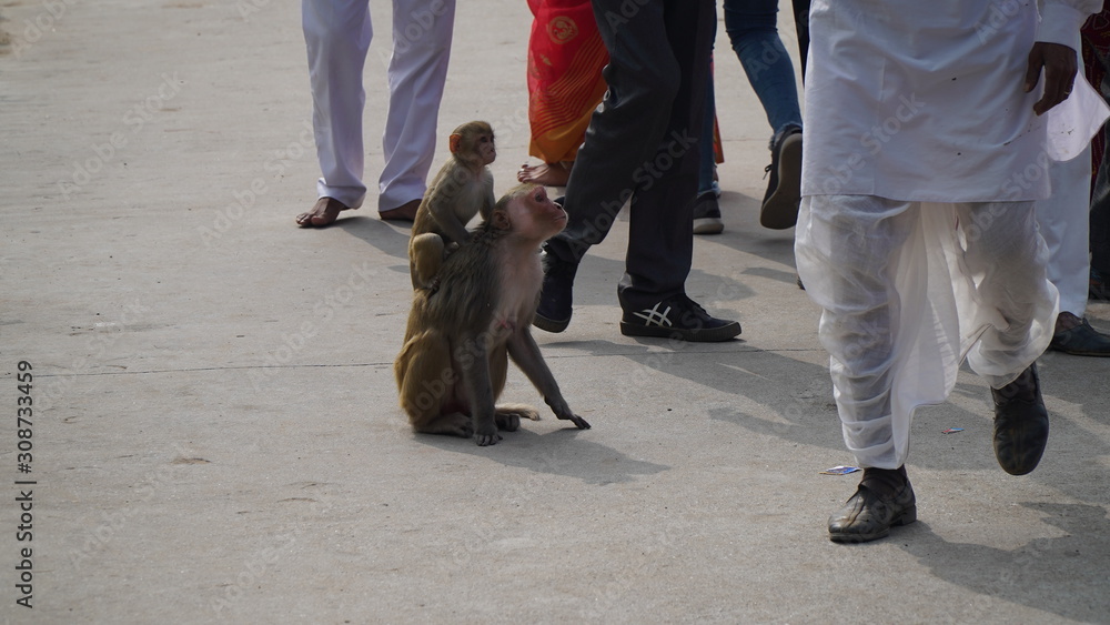 Obraz premium monkey with her baby. monkey looking into people