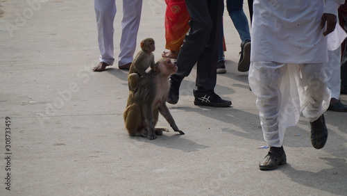 monkey with her baby. monkey looking into people