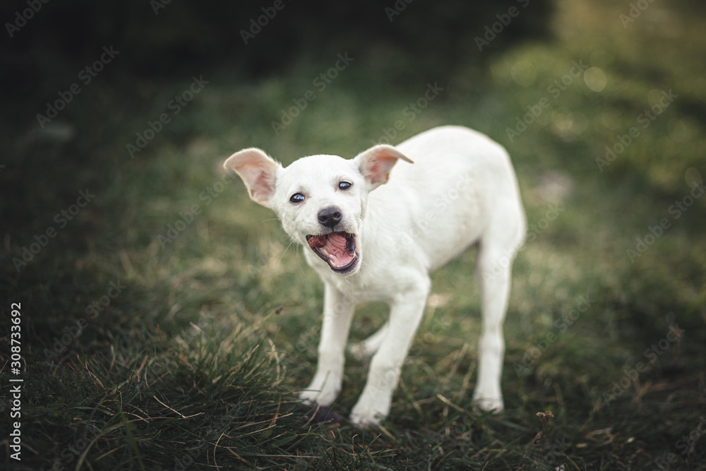 Cute puppy portrait