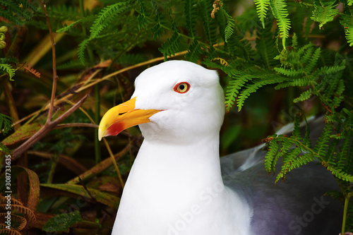 Seagull in the nature in Islas Cíes, Illas Cíes, Cies, Vigo, Pontevedra, Galicia, Spain photo