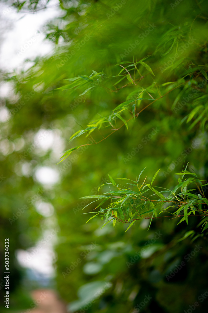 Green bamboo trees in the rainy season of Thailand Green bamboo, natural concept