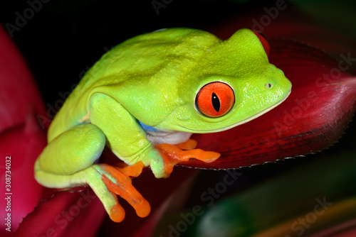 Close-up of a perched red eye tree frog (Agalychnis callidryas)