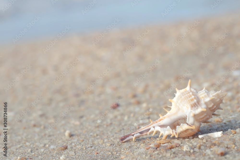 beautiful sea shell on sand with wave of on the beach over seascape in the under sunset sun light. beautiful sea shell on sand with wave of on the beach over seascape in the under sunset sun light.