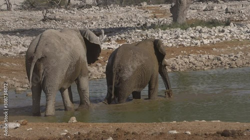 african elephants. South africa, Namibia