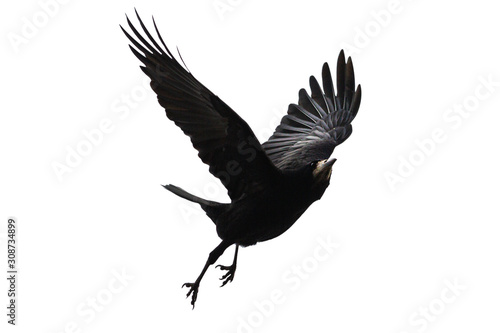 black bird flies on a white background