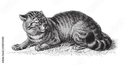 domestic cat (Felis catus) / vintage illustration from Meyers Konversations-Lexikon 1897 photo