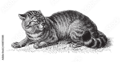 domestic cat (Felis catus) / vintage illustration from Meyers Konversations-Lexikon 1897