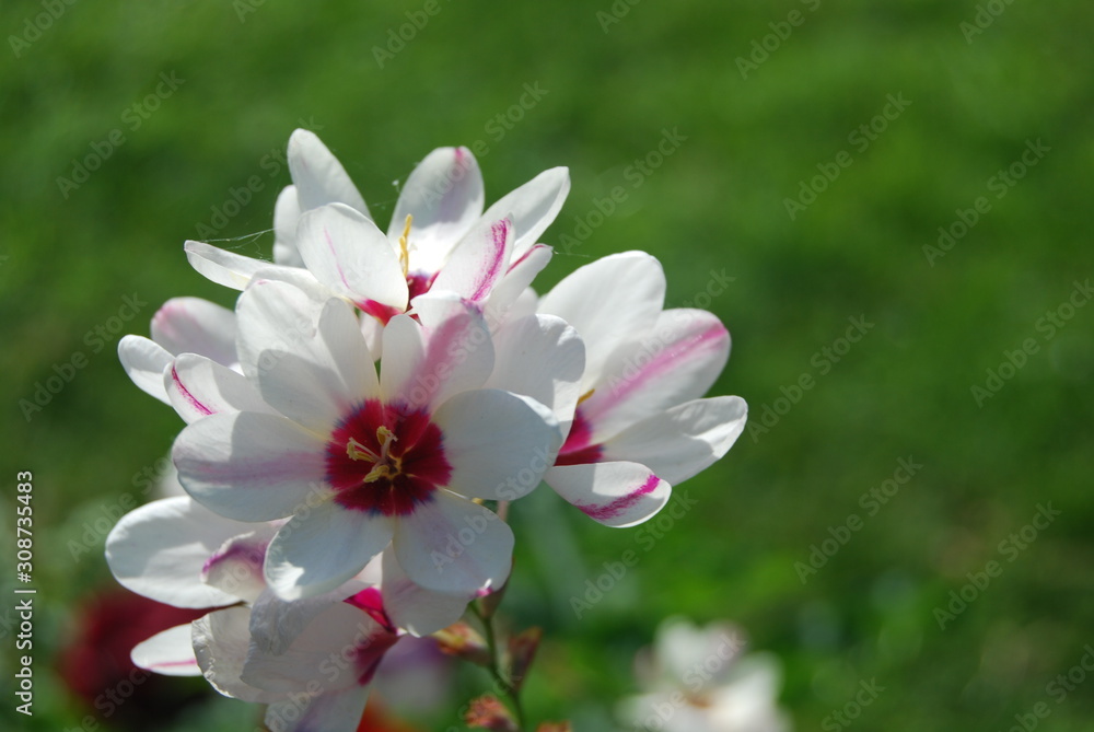 Spring border background with a blossom Spring border background with a blossom