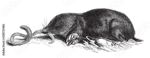 European Mole (Talpa europaea) / vintage illustration from Meyers Konversations-Lexikon 1897