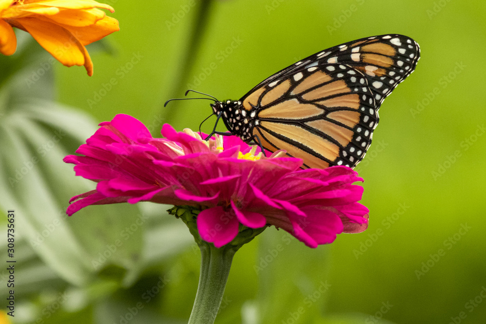 Fototapeta premium Monarch Butterfly feeding on Pink Zinnia Flower