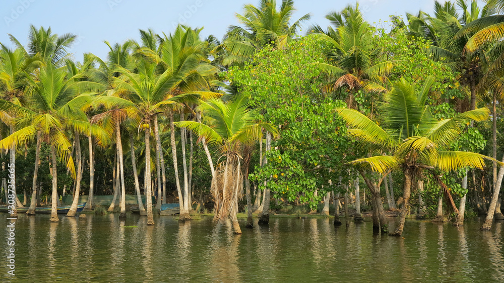 Obraz premium Coconut palm trees in back waters, India