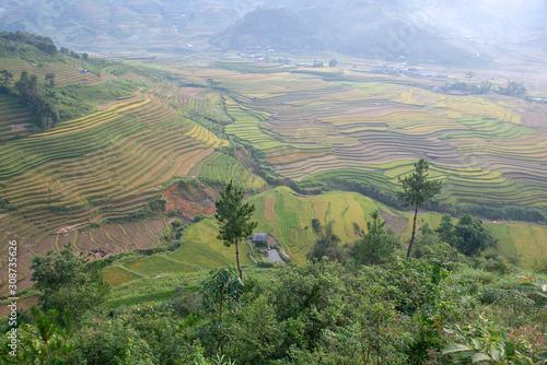 Green  brown  yellow and golden rice terrace fields of Tu Le valley  Northwest of Vietnam 
