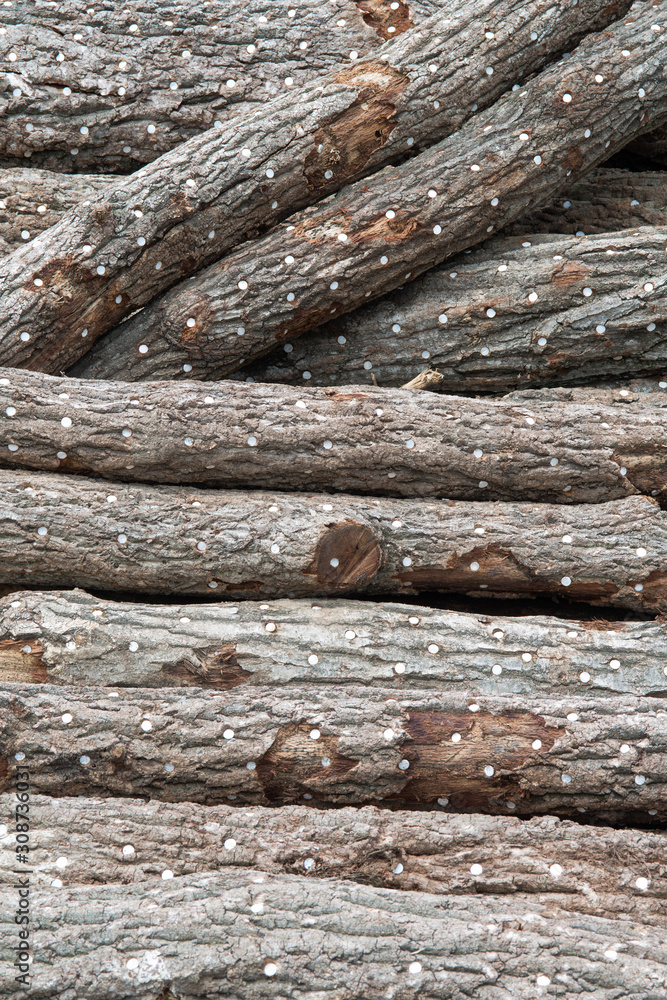 Shiitake mushroom fungus inoculation in the oak tree logs. Wooden Logs background. Stock Photo