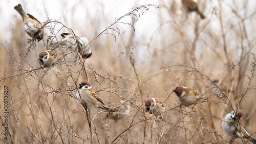 Eurasian tree sparrow eat seeds of weeds photo