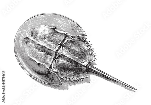 Horseshoe crab (Limulus moluccanus) / vintage illustration from Meyers Konversations-Lexikon 1897