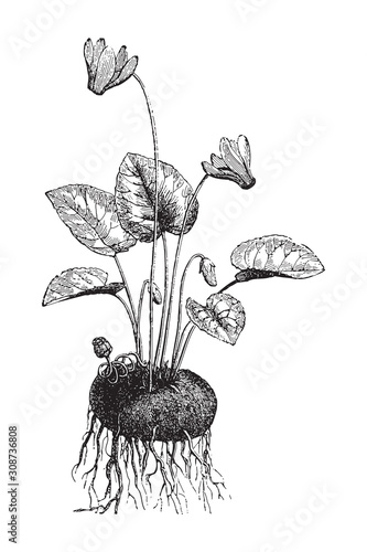 Cyclamen / vintage illustration from Meyers Konversations-Lexikon 1897