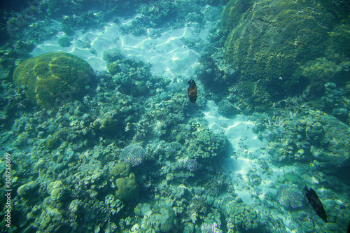 Fototapeta Naklejka Na Ścianę i Meble -  Red sea coral reef in natural colors. Underwater glare of sunlight. Two fish swim in blue water