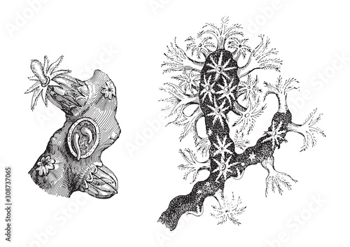 Wallpaper Mural Precious coral (Corallium rubrum) / vintage illustration from Meyers Konversations-Lexikon 1897 Torontodigital.ca