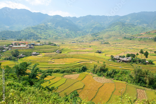 Fototapeta Naklejka Na Ścianę i Meble -  Green, brown, yellow and golden rice terrace fields of Tu Le valley, Northwest of Vietnam	
