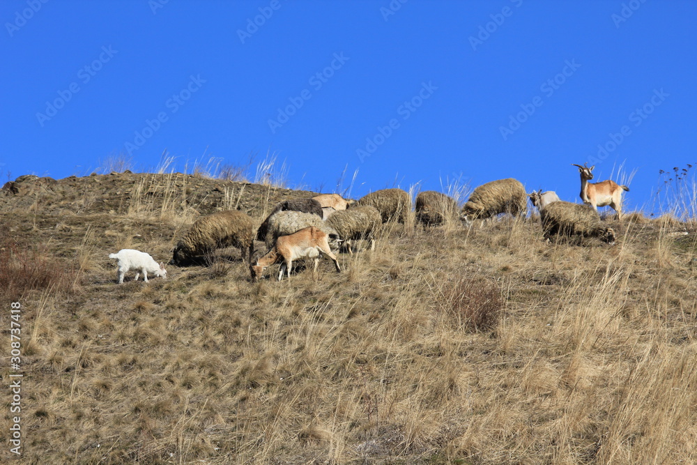 Naklejka premium Livestock in the pasture.