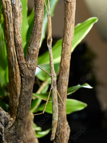 Φωτογραφία A macro shot of a stick insect (Carausius morosus) photographed against a green background in a studio set