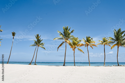 palm tree on the beach