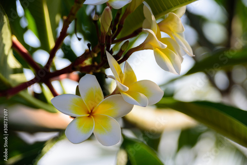 Tropical flowers close-up. Bali Flowers