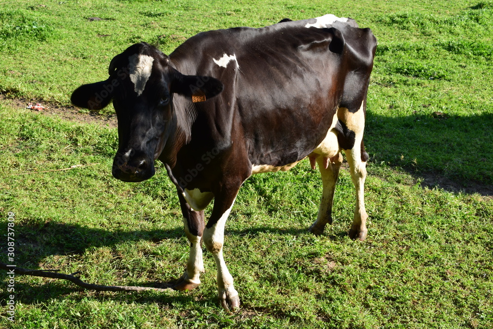  thin cow on a grass in summer