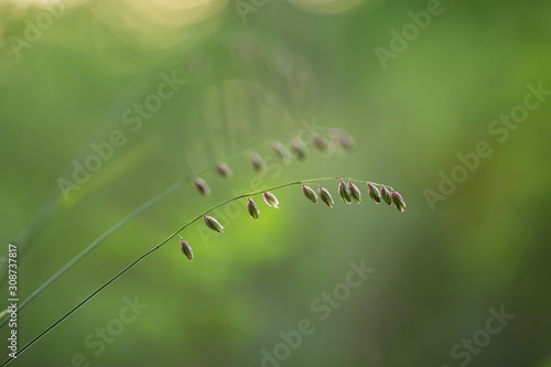 Melica nutans, known as mountain melick is a grass species in the family Poaceae. Melica nutans in bloom on orange bokeh sunset background.  photo