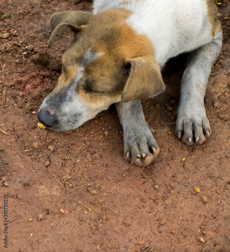 Dirty Dog in Municipal waste disposal open dump process. look like lonely