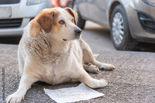 Принти на полотні Very fat dog on the street.
