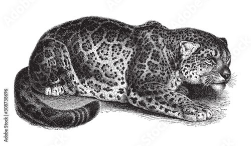Jaguar (Panthera onca) / vintage illustration from Meyers Konversations-Lexikon 1897