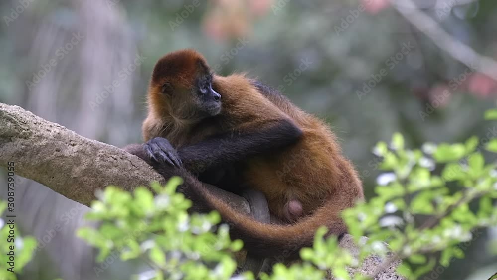 A Beautiful Black Handed Spider Monkey Relaxing High Up On A Tree Branch But Alert - Close Up Shot A Beautiful Black Handed Spider Monkey Relaxing High Up On A Tree Branch But Alert - Close Up Shot