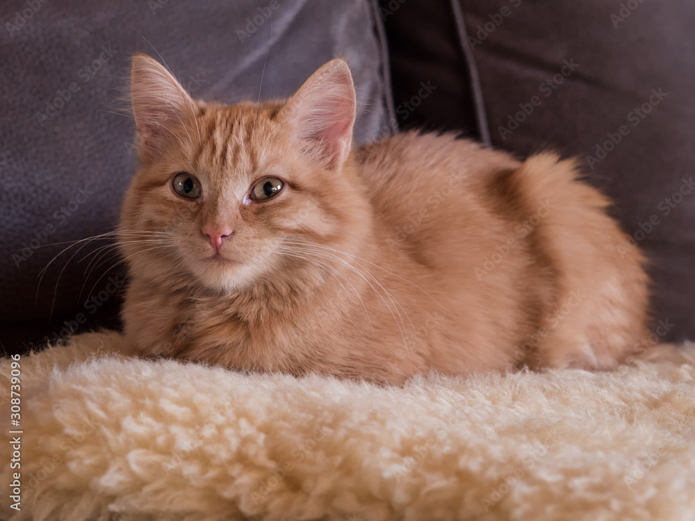 Obraz premium Katze mir rotem Fell, guckt direkt in die Kamera