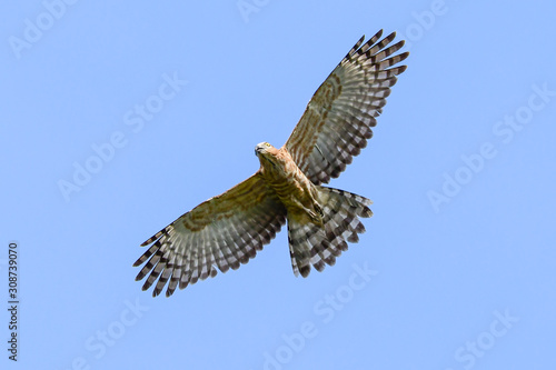 Fotografi Jerdon's Baza (Aviceda jerdoni) Hawk migratory bird flying on the blue sky