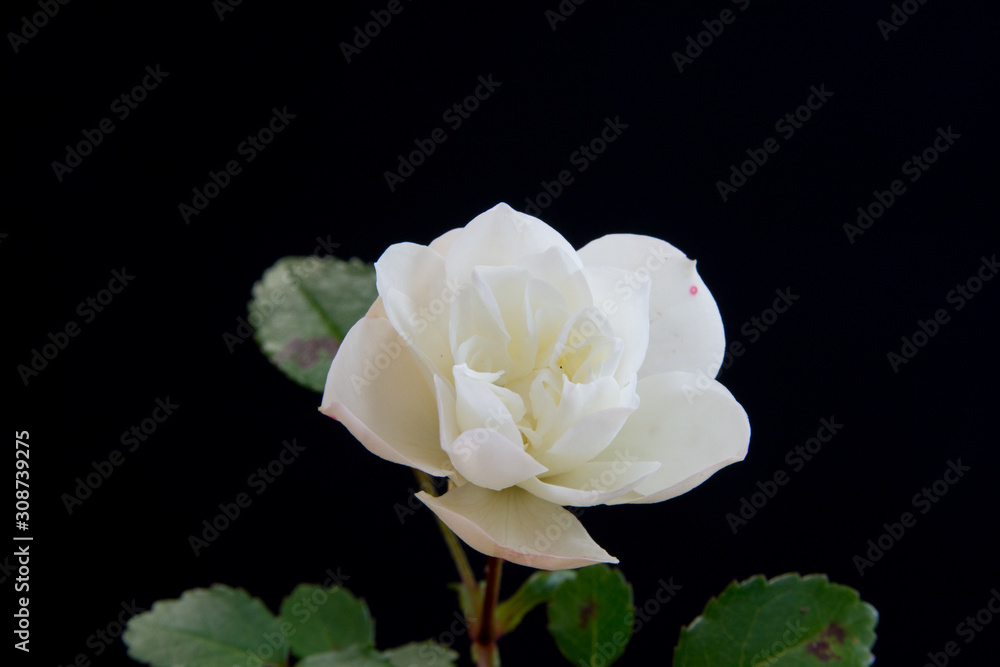 Obraz premium 黒背景の白いバラ