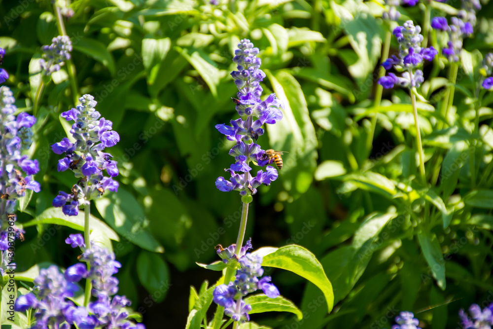 Bees with purple salvia flowers in the garden Bees with purple salvia flowers in the garden