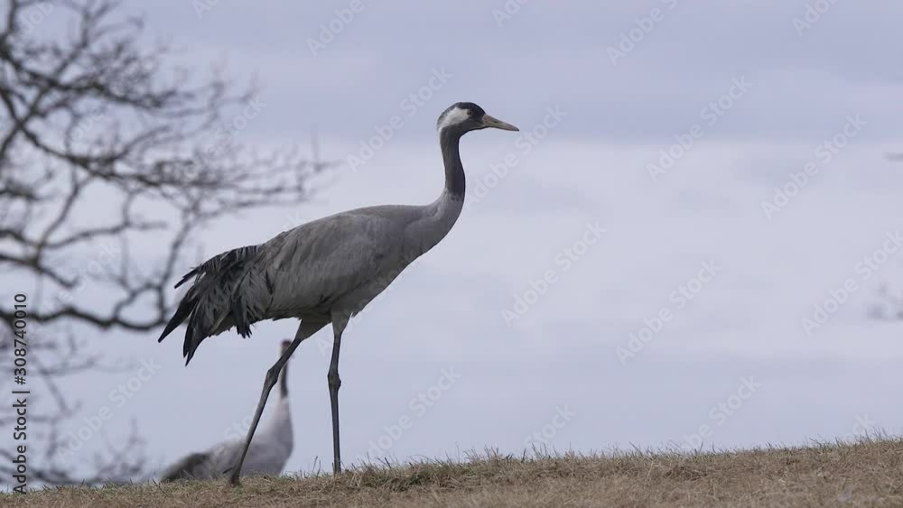 bird eurasian crane walk on ridge watching alerted windy day bird eurasian crane walk on ridge watching alerted windy day