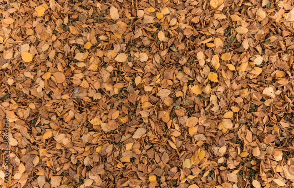many orange leaves on the ground many orange leaves on the ground