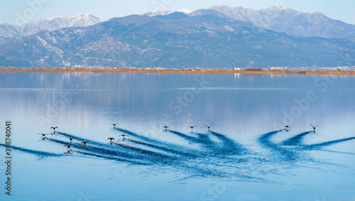 Wild ducks at the lake. © 22Imagesstudio