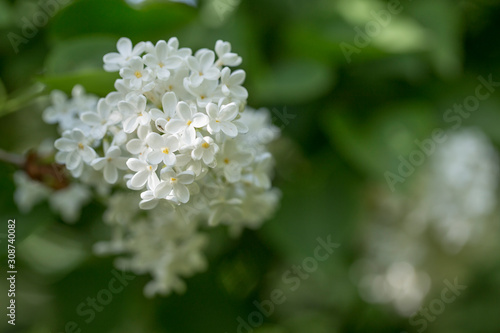 White lilac. Selective focus. Green branch with spring lilac flowers. Blooming lilac flowers. Macro photo.