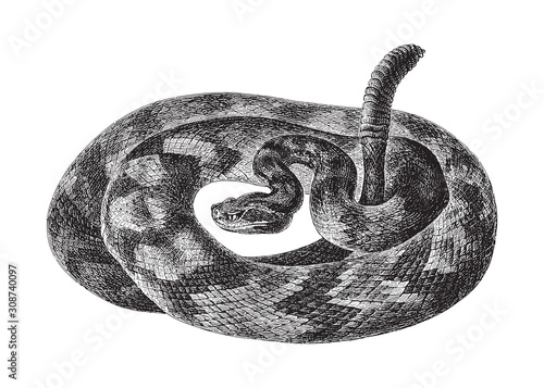 South American rattlesnake (Crotalus durissus) / vintage illustration from Meyers Konversations-Lexikon 1897