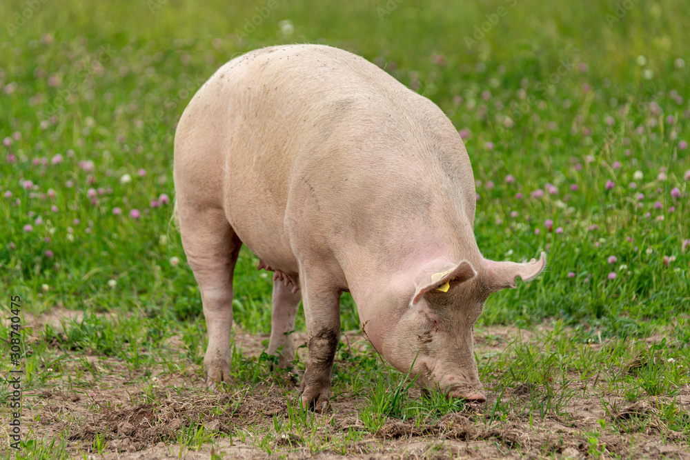 Large female pig grazing freely in the dirt in a summer field Large female pig grazing freely in the dirt in a summer field